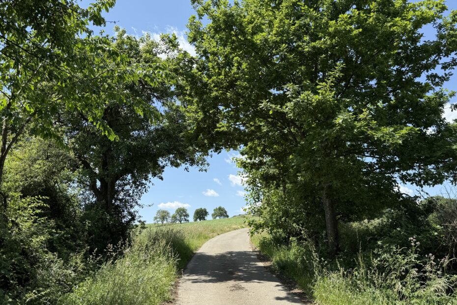 Wanderweg bei Quirnbach mit Naturpfad und Weitblick – Pfarrer-Müller-Weg im Frühling