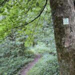 Markierter Waldpfad auf dem Schaumbergpfad mit Wegschild am Baum