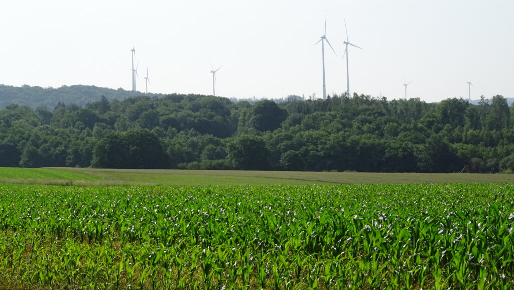 Maisfeld mit Windrädern bei Nohfelden – Symbol für nachhaltige Energie