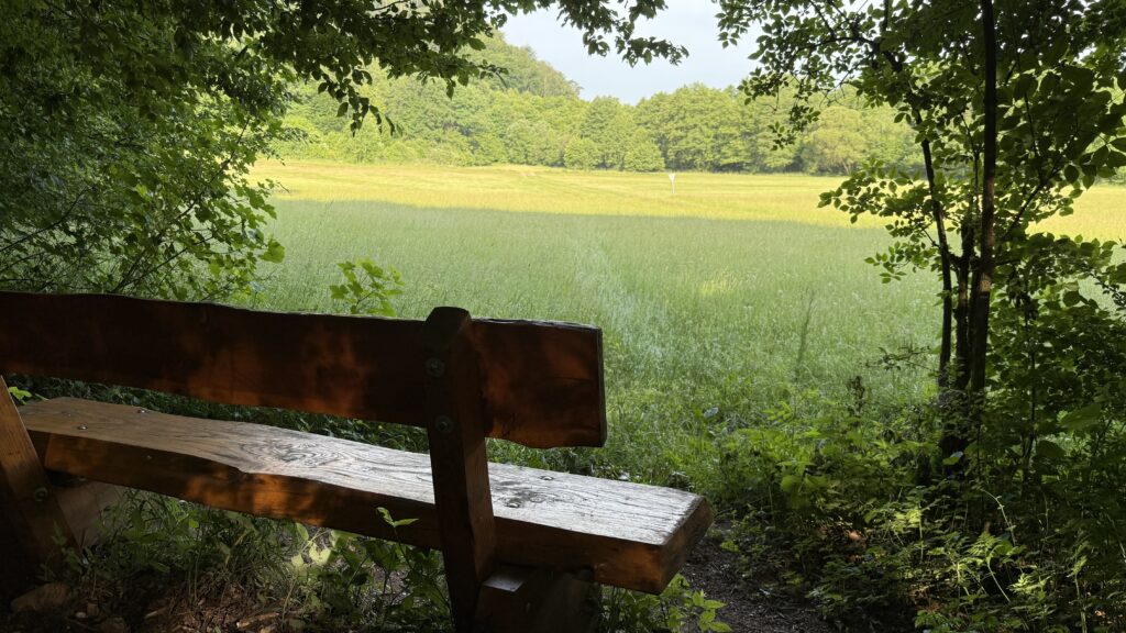 Holzbank am Waldrand mit Blick auf sonnige Wiese