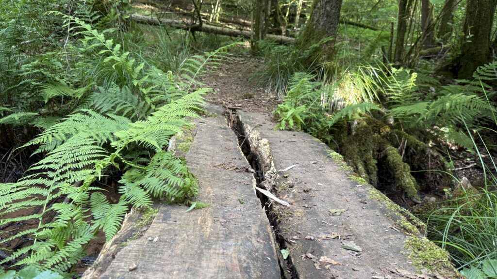 Alte Holzbrücke im Wald mit Farn und Moos