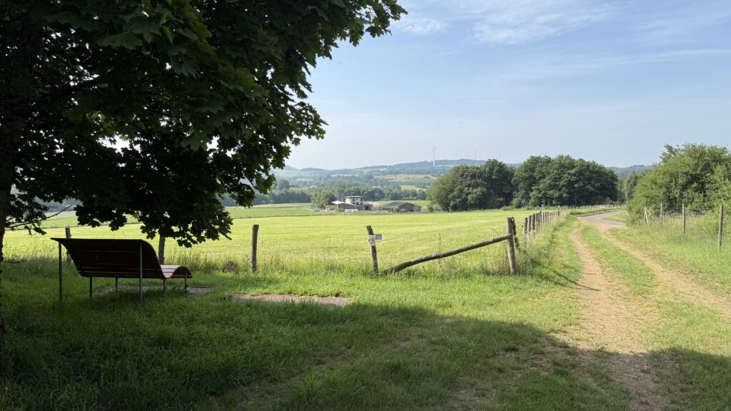 Waldlichtung mit Sonnenstrahlen und grasigem Weg