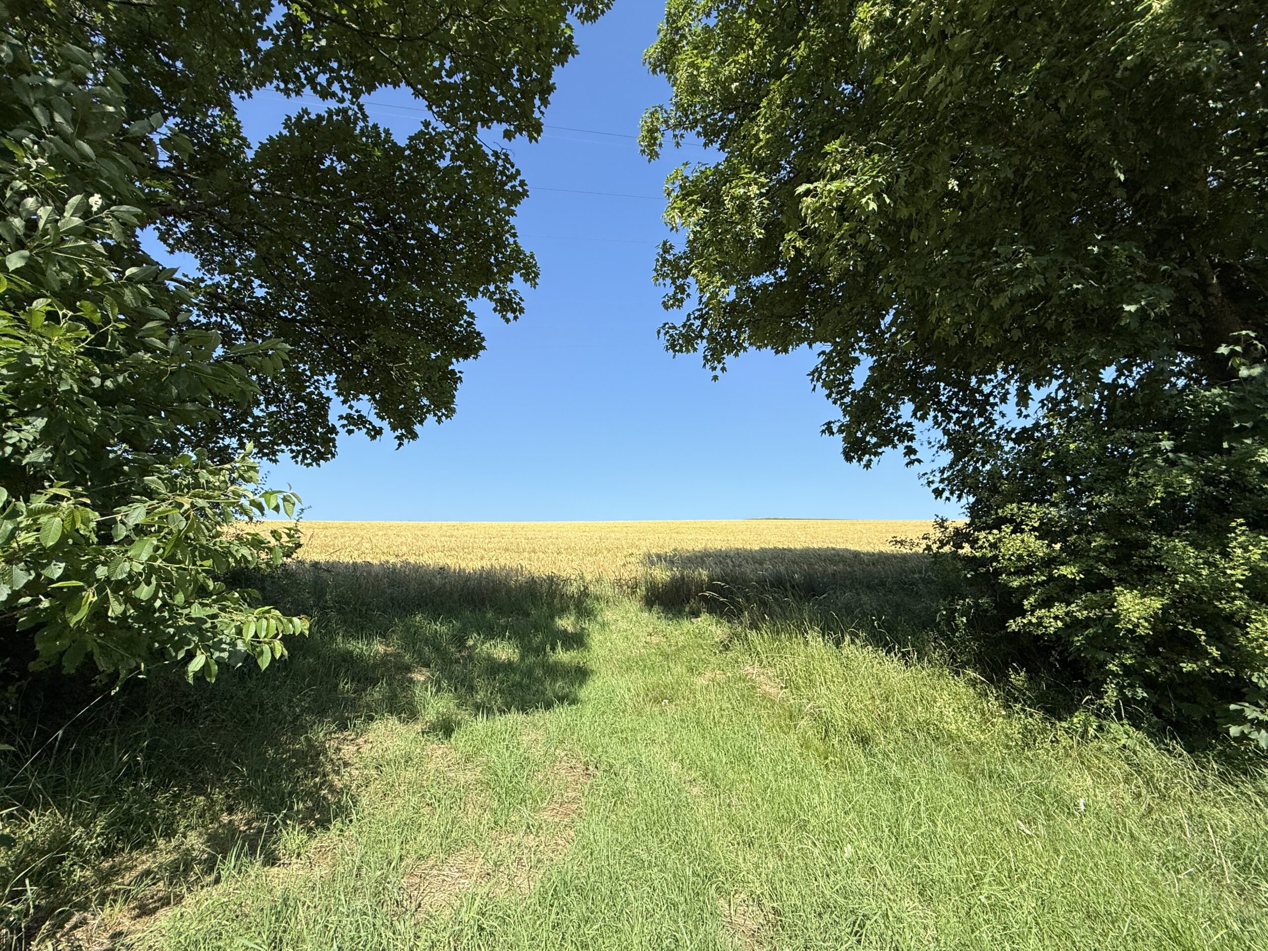 Blick durch Bäume auf Getreidefeld