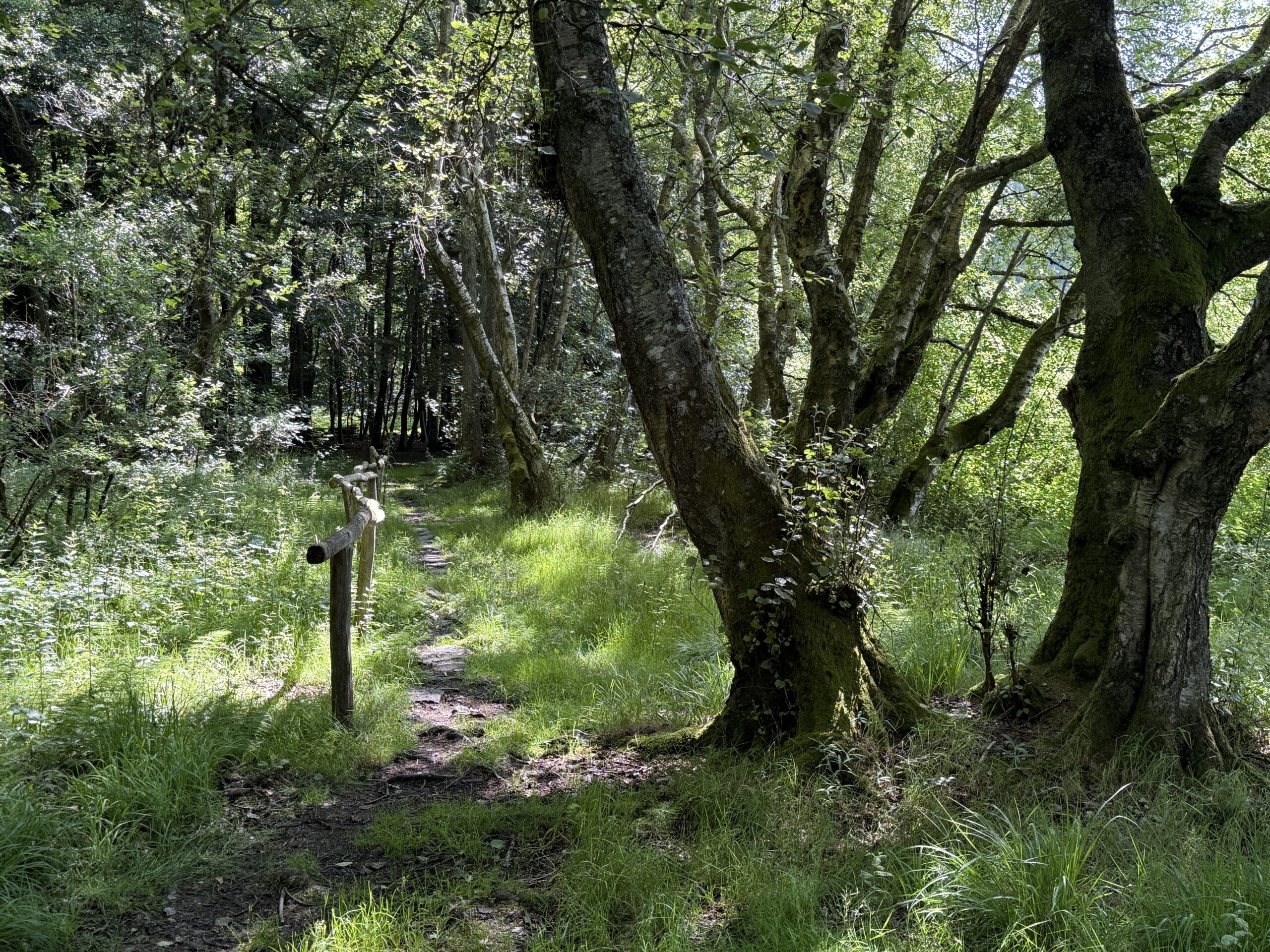 Waldweg mit Moos und Zaun