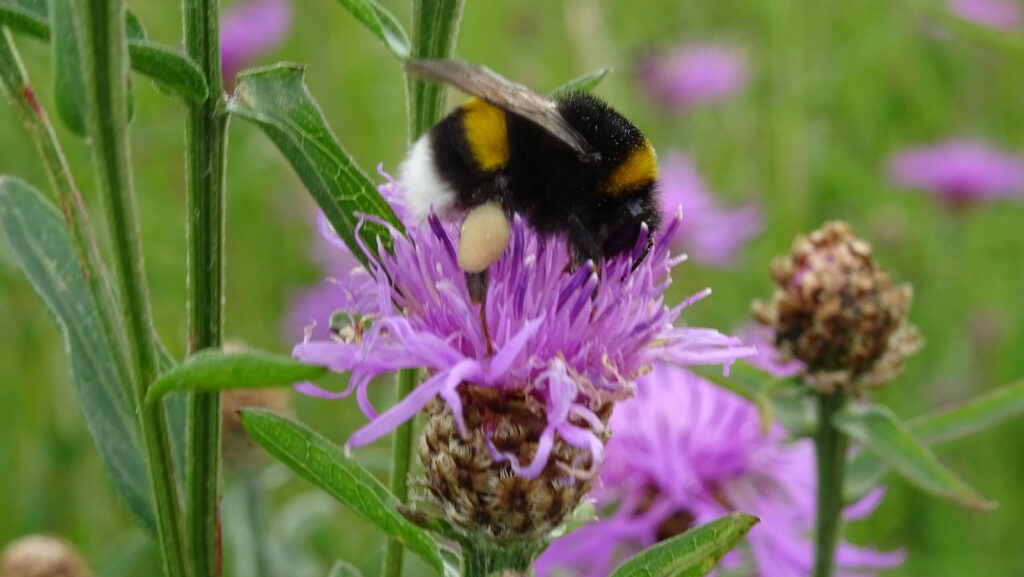 Nahaufnahme einer Hummel auf lila Blüte auf einer Wildwiese bei Breitenbach