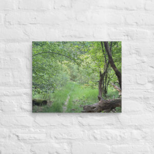 Leinwandbild Waldpfad