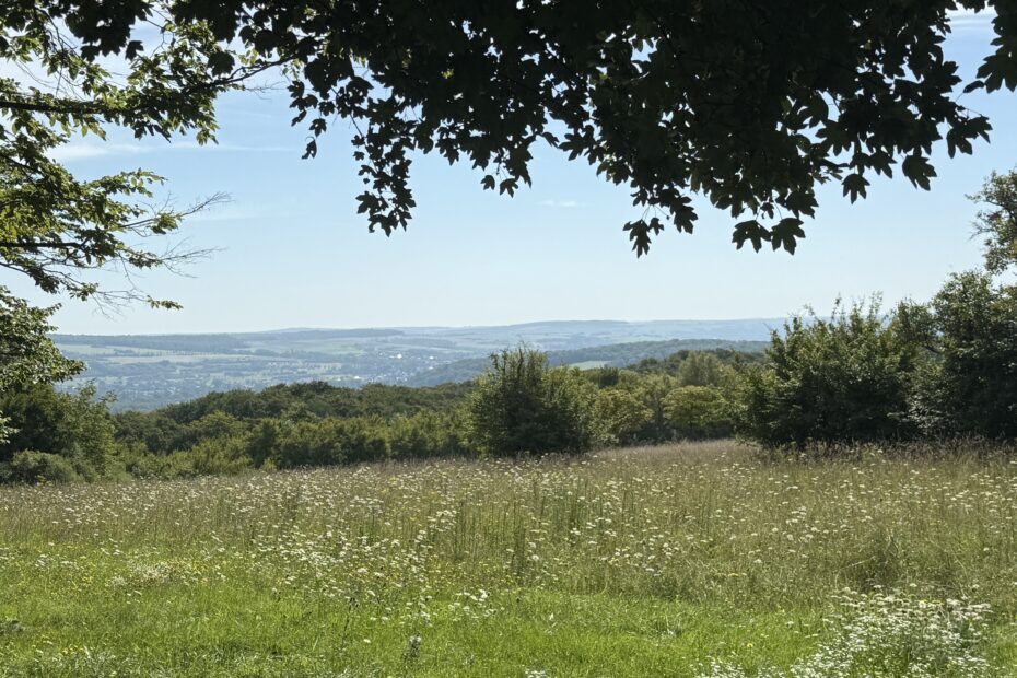 Blick über blühende Wiese und Wälder beim Wandern Blies-Grenz-Weg