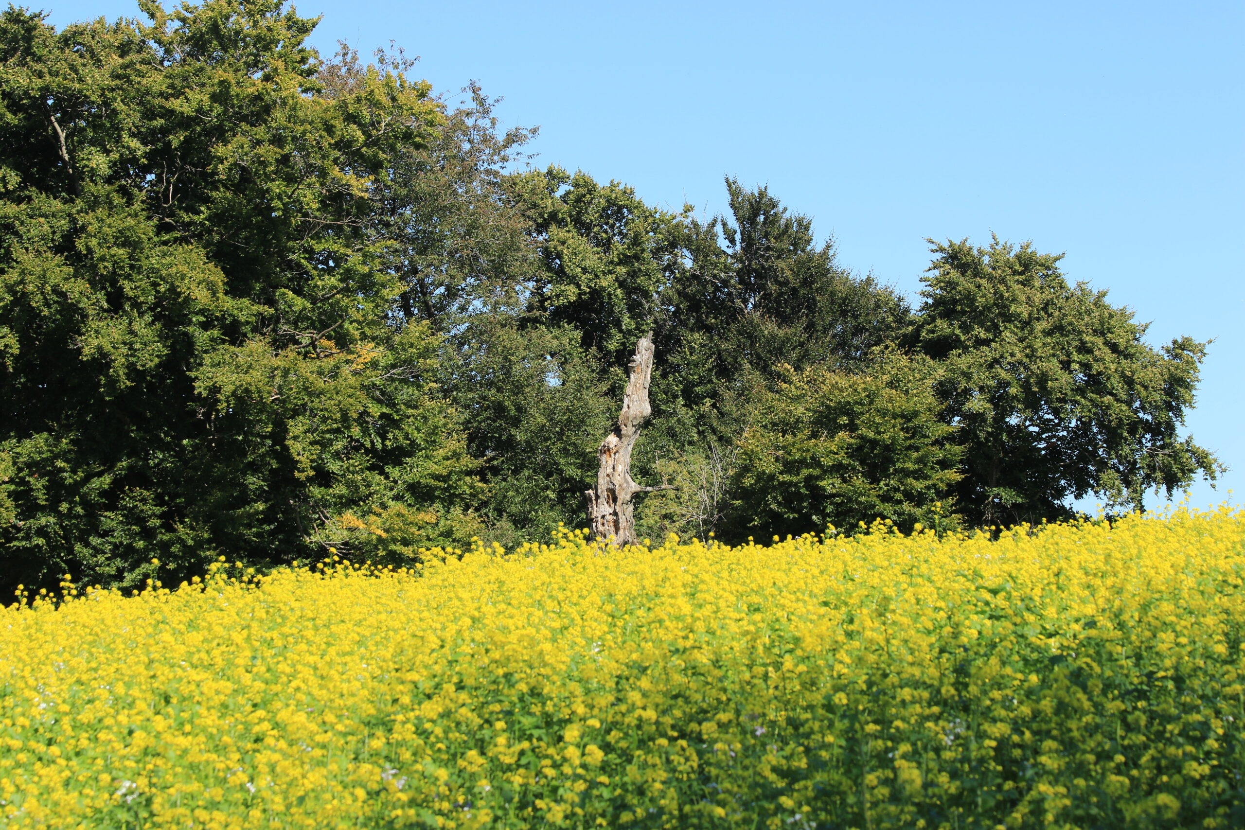 Blumenfeld am Energieweg • Natur im Wechselspiel mit Energie Gelbes Blumenfeld mit markantem Baumstumpf am Energieweg Gimbweiler