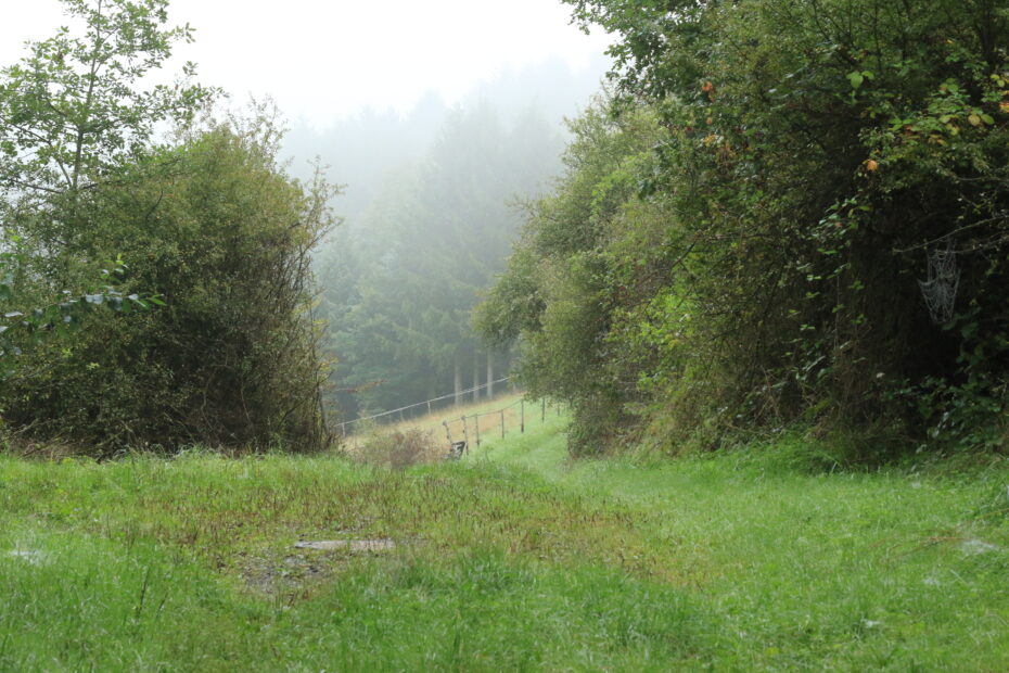 Nasser Wiesenpfad zwischen dichten Hecken mit Zaunlinie, dahinter Fichten im Nebel; rechts Spinnennetze – auf der Tour „Mit Krebs un Karer unerwäschs“.
