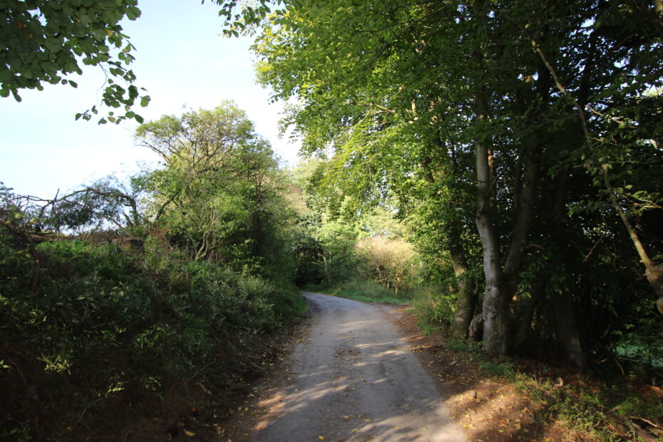 Schattiger Waldweg am Nahe-Auen-Weg Bostalsee – ruhiger Abschnitt durch dichten Baumbestand.