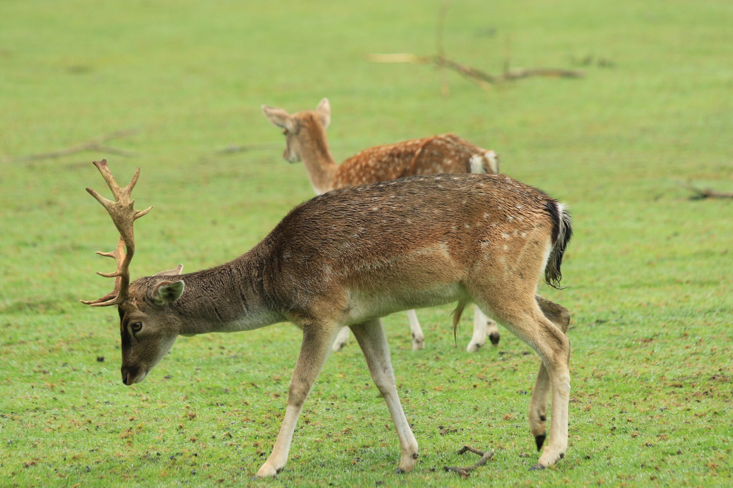 Damwild • Ruhige Weideszene Damhirsch und Damwild im Gehege am Weg der Traumschleife Genießer Wäldchen