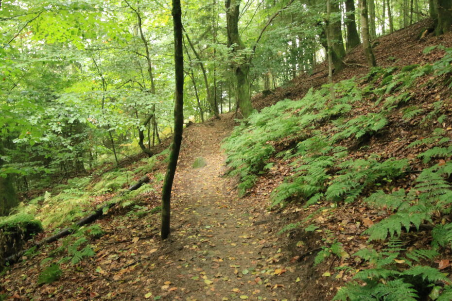 Schmaler Waldpfad mit Farnen am Hang im Laubwald der Traumschleife Genießer Wäldchen.