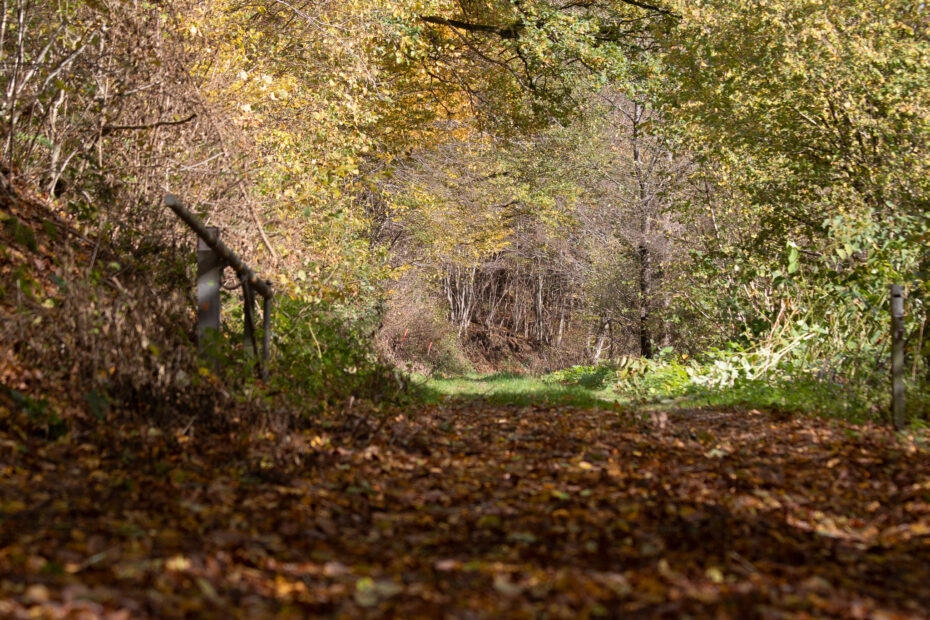 Herbstlicher Hohlweg mit dichtem Laubteppich, links ein Holzgeländer, vorne ein grüner Blättertunnel – Abschnitt der Ameisenschleife OS2 bei Osburg.