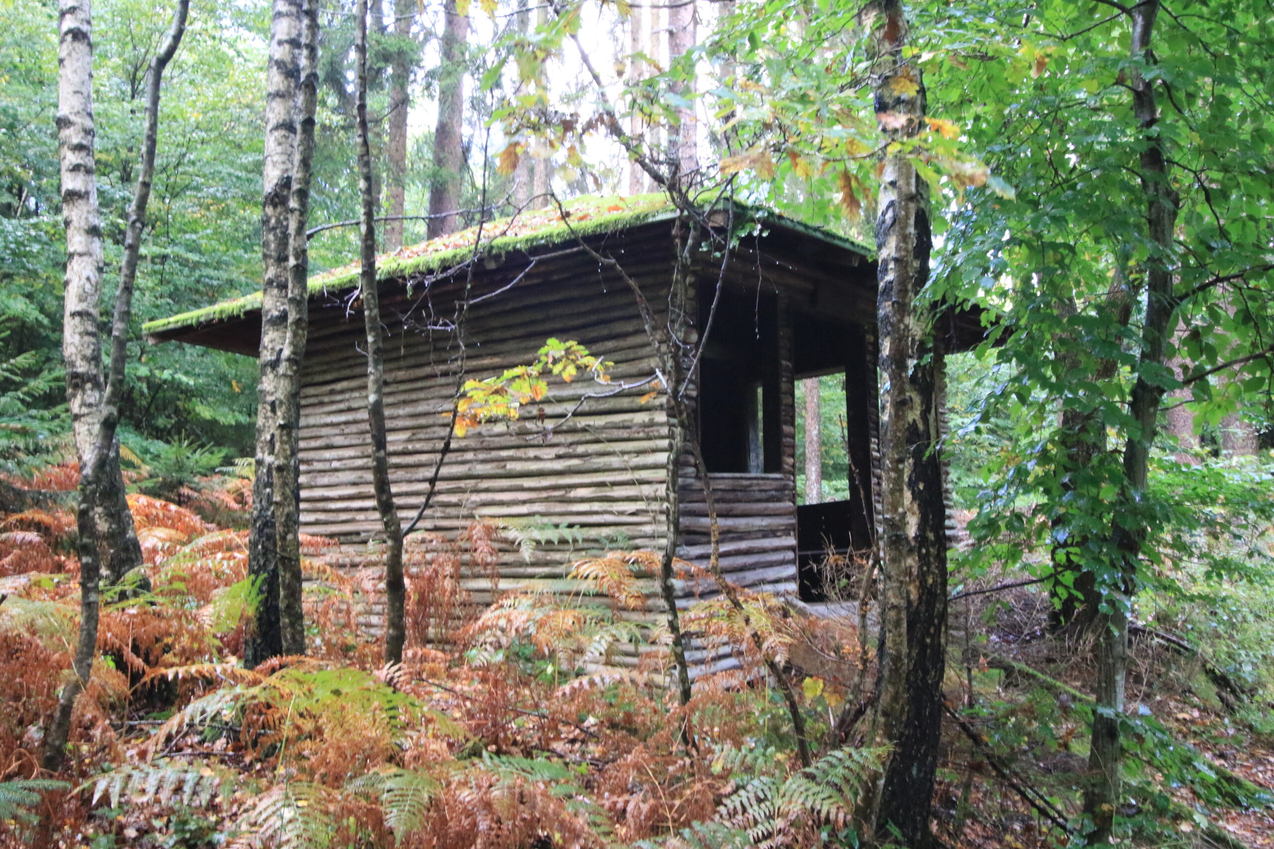Schutzhütte • Birken & Farne Holz-Schutzhütte im Birkenwald, umgeben von Farnen
