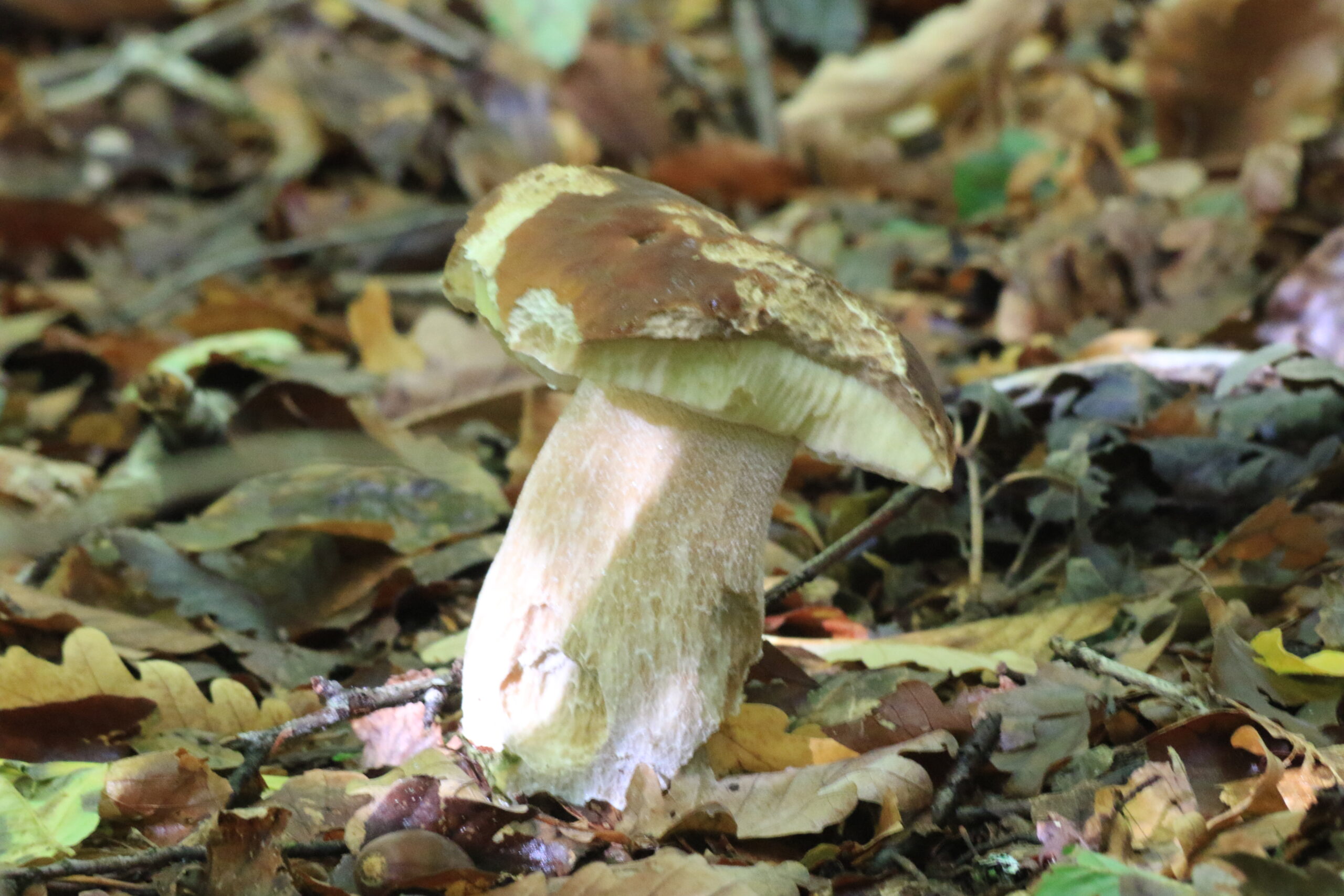 Walddetail • Steinpilz im Laub Steinpilz auf feuchtem Waldboden zwischen Laub