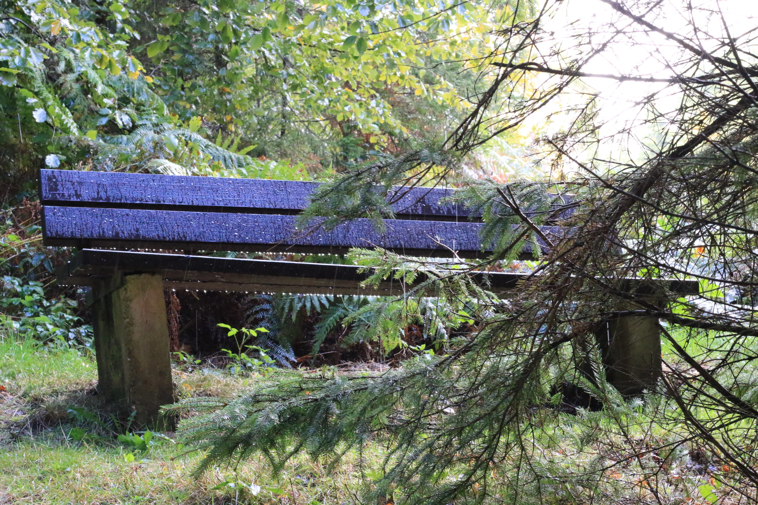 Rastplatz • Waldbank nach Regen Nasse Waldbank mit Regentropfen im Grün des Waldes