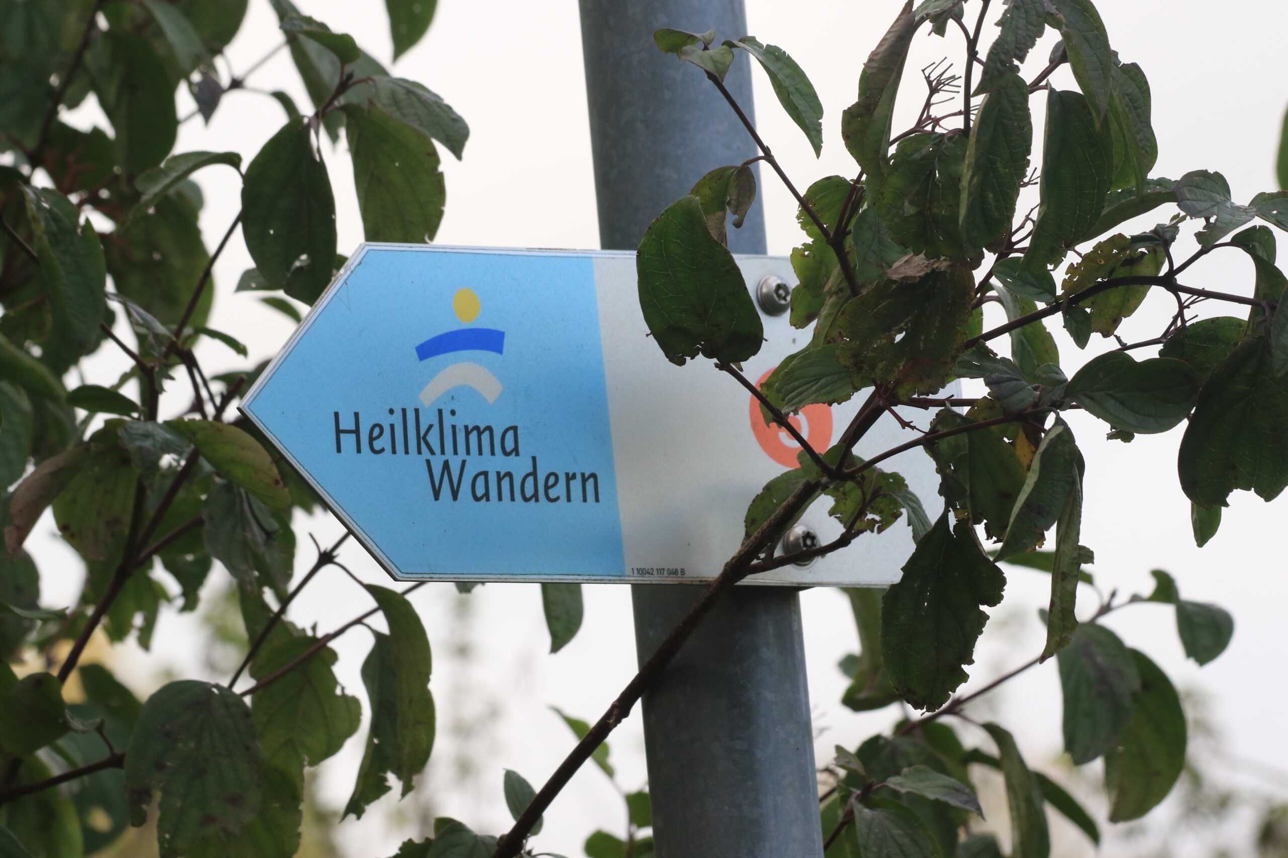 Wegmarkierung • Heilklima Wandern Blauer Pfeil-Wegweiser Heilklima Wandern am Pfosten zwischen Blättern