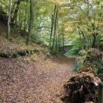 Herbstlicher Hohlweg mit Laubteppich; rechts ein umgestürzter, bemooster Baumstumpf, vorne Geländer, im Hintergrund ein kleiner Holzsteg im Wald.