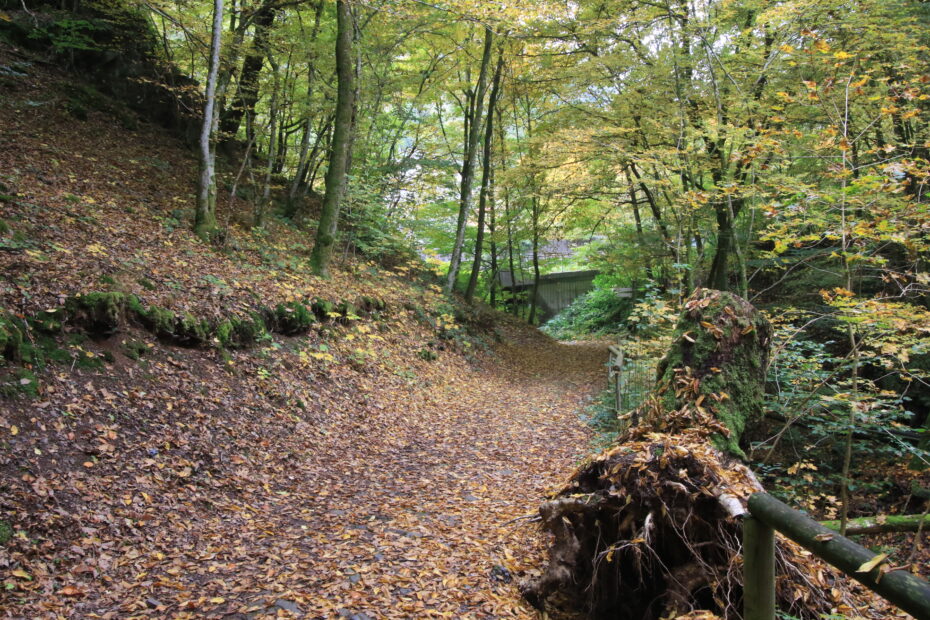Herbstlicher Hohlweg mit Laubteppich; rechts ein umgestürzter, bemooster Baumstumpf, vorne Geländer, im Hintergrund ein kleiner Holzsteg im Wald.