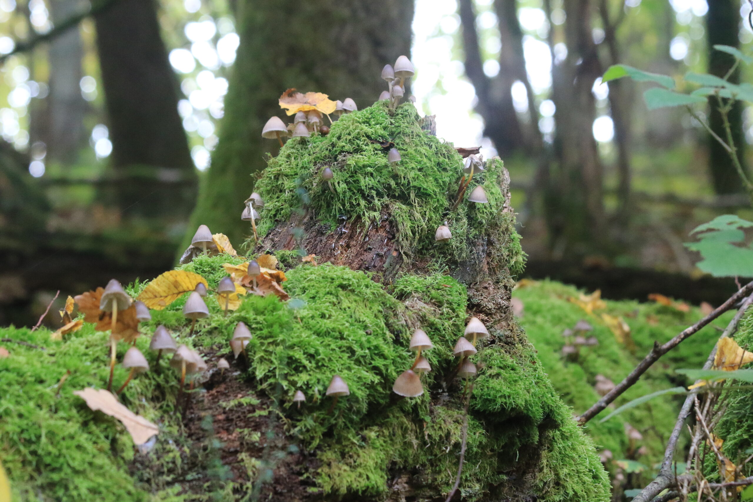 Walddetail • Zwergenpilze auf Moos Moosbewachsener Stamm mit vielen winzigen Pilzen im herbstlichen Wald