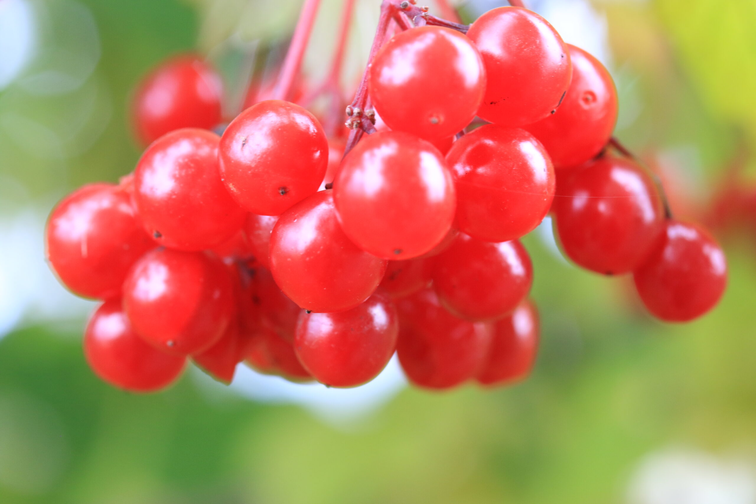 Naturdetail • Rote Beeren Leuchtend rote Beeren in Nahaufnahme vor weichem Grün
