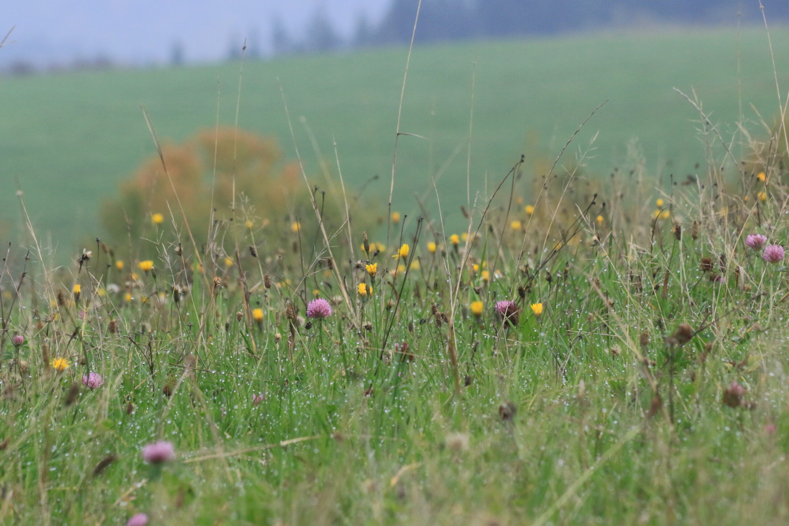 Wiesenhang • Tautropfen Artenreiche Wildwiese mit Tautropfen und sanftem Hügelblick
