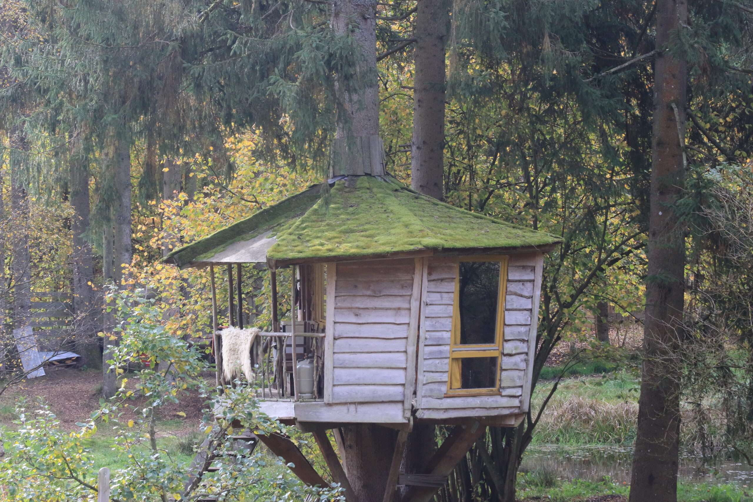 Baumhaus mit Moosdach Baumhaus mit moosigem Dach im Wald – Karlstalschlucht