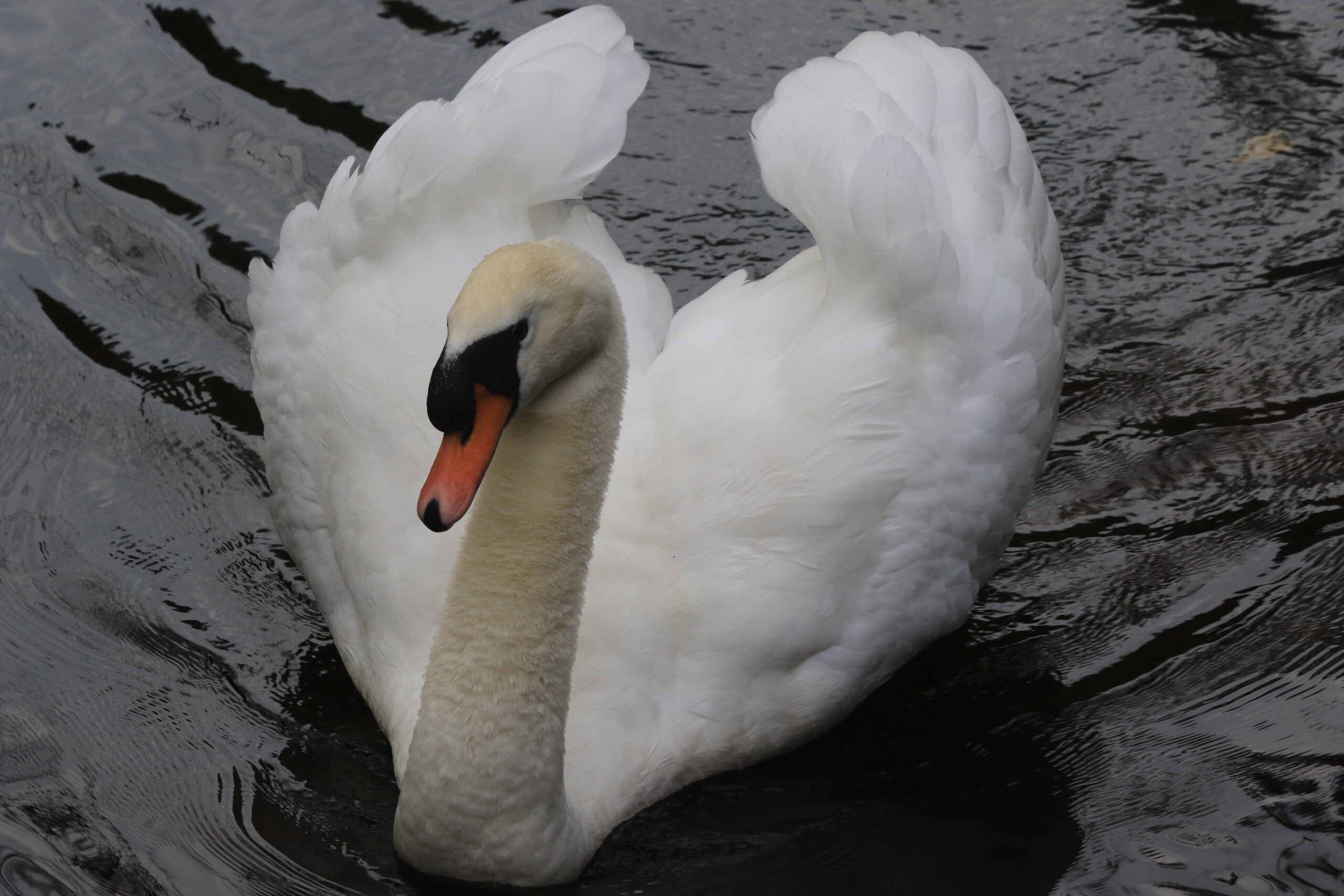 Schwan im Karlstal Weißer Schwan auf dunklem Wasser – Karlstal