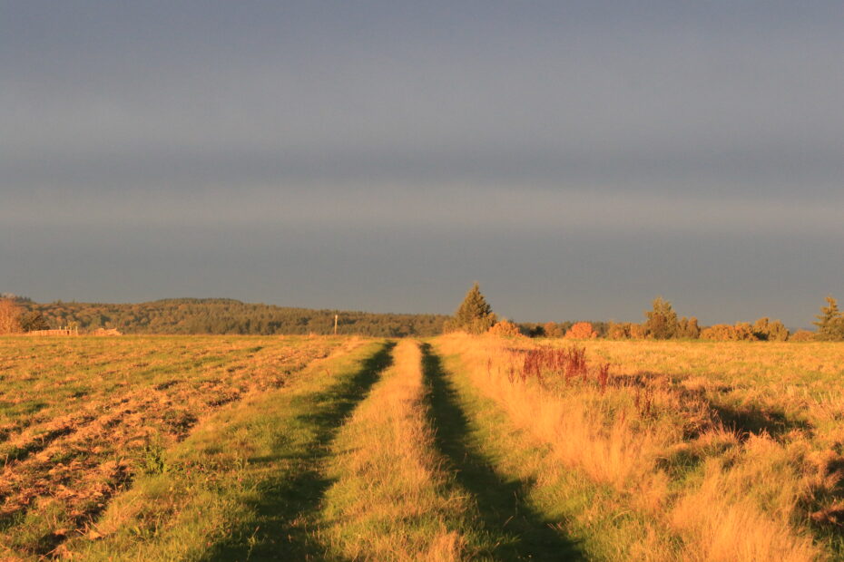 Feldweg mit Doppelspur im warmen Abendlicht, rechts hohe Gräser, hinten Waldrand unter dunkler Wolkendecke – Traumschleife Arten-Reich.
