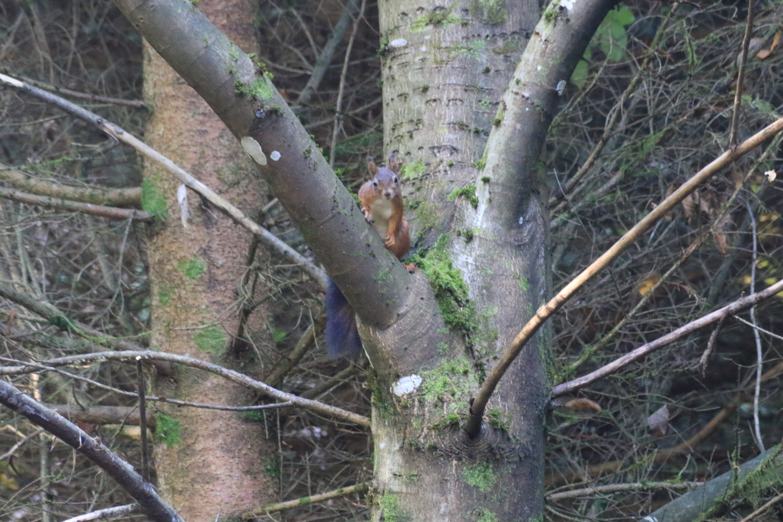 Eichhörnchen im Wald Rotes Eichhörnchen in einer Astgabel im Wald - Wildnis Trail Weiskirchen
