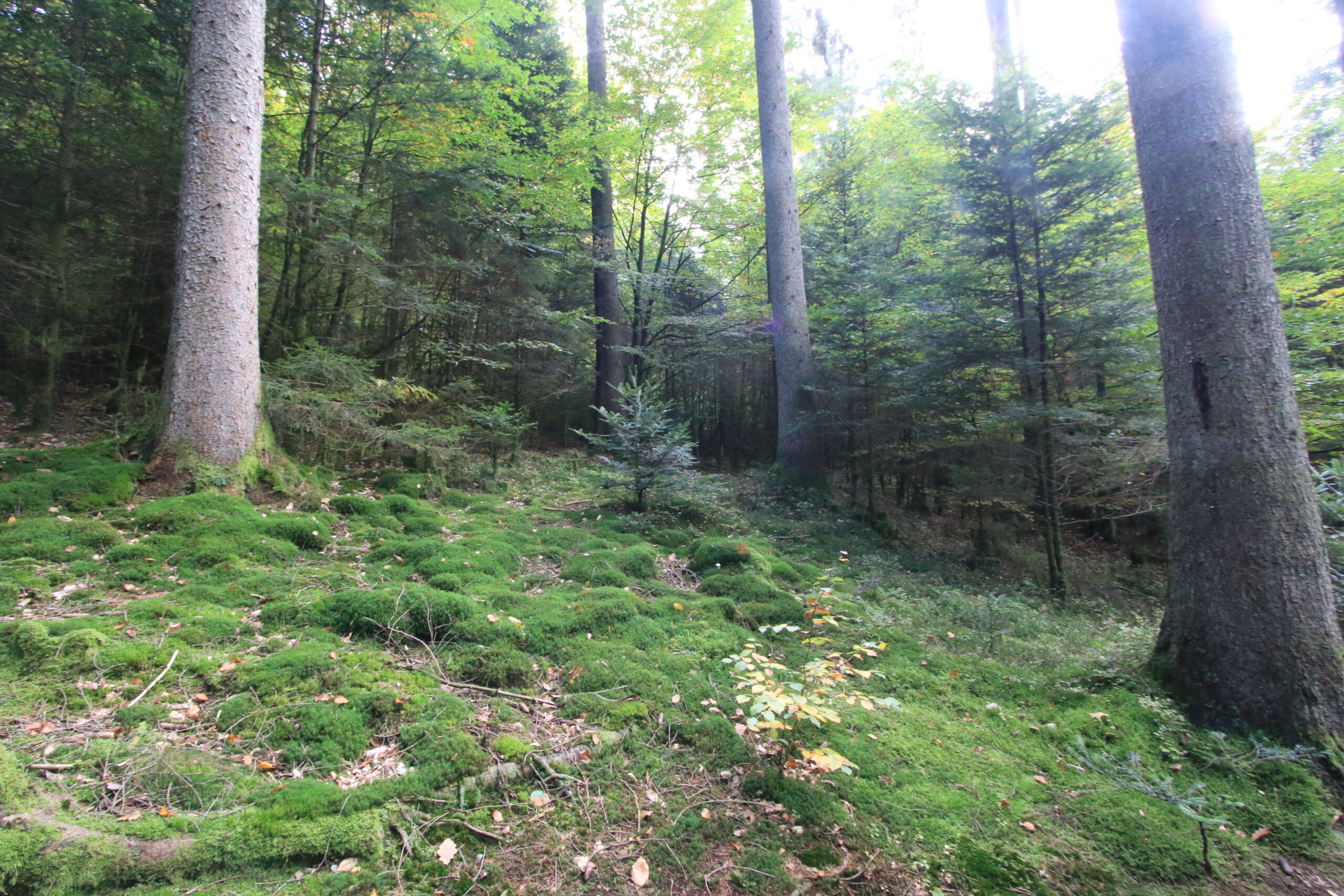 Moospolster am Fichtenhang Moospolster und junge Fichten an einem schattigen Hang - Wildnis Trail Weiskirchen