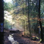 Morgenlicht fällt als Strahlen durch den Wald, ein schmaler Bachlauf glitzert auf dem Laubboden; am Baum hängen Wegmarkierungen Wildnis Trail Weiskirchen.