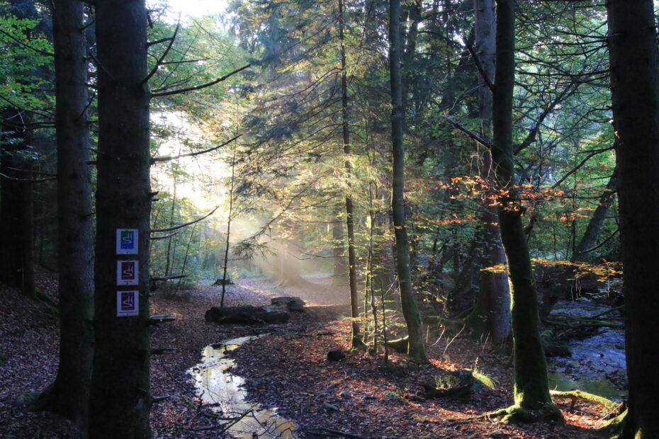 Morgenlicht fällt als Strahlen durch den Wald, ein schmaler Bachlauf glitzert auf dem Laubboden; am Baum hängen Wegmarkierungen Wildnis Trail Weiskirchen.