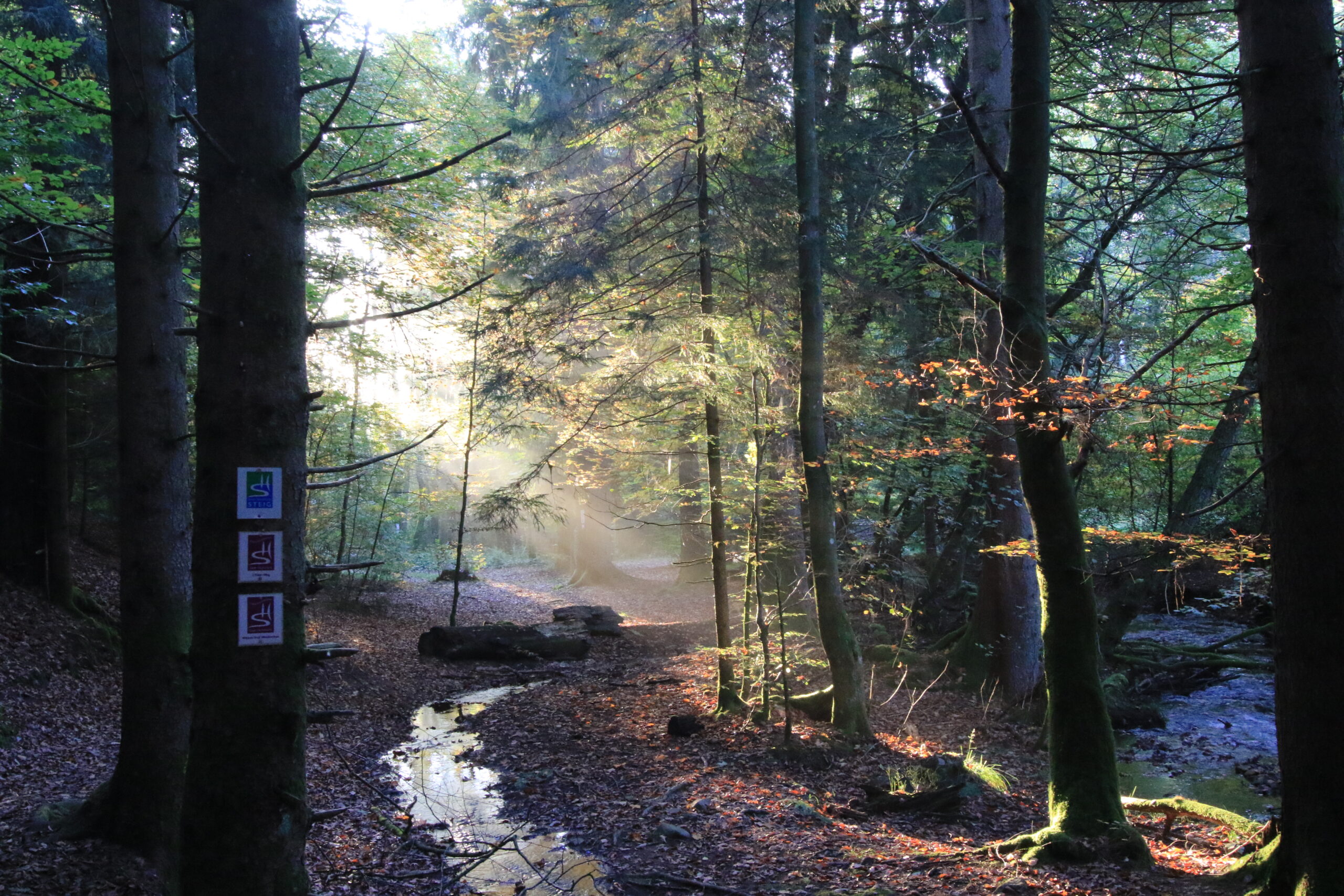 Morgenlicht im Bachwald - Wegemarkierung Morgenlicht im Bachwald, Wegemarkierung am Baum - Wildnis Trail Weiskirchen