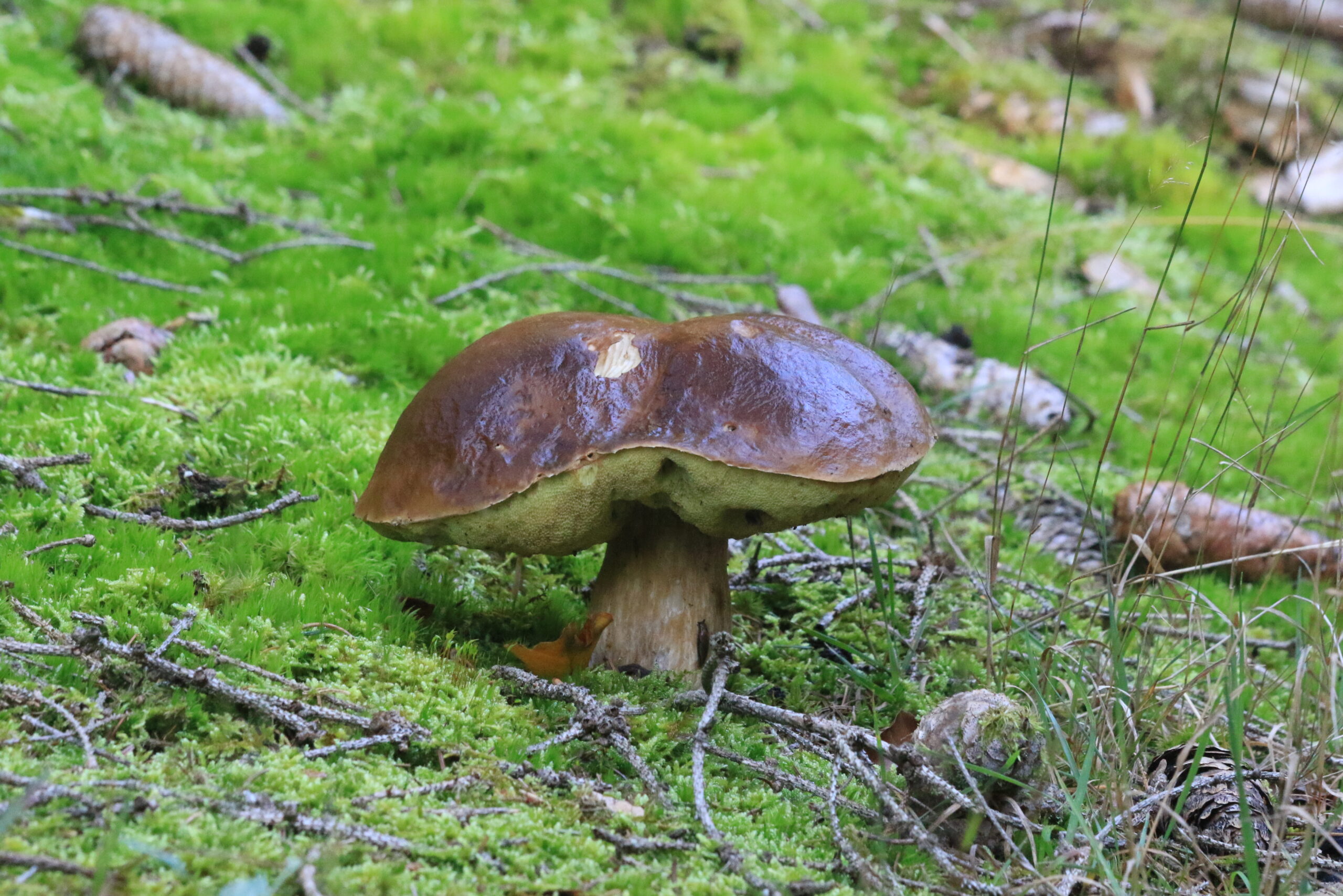 Steinpilz im Moos Steinpilz im Moos, Zapfen und Gräser am Waldboden - Wildnis Trail Weiskirchen