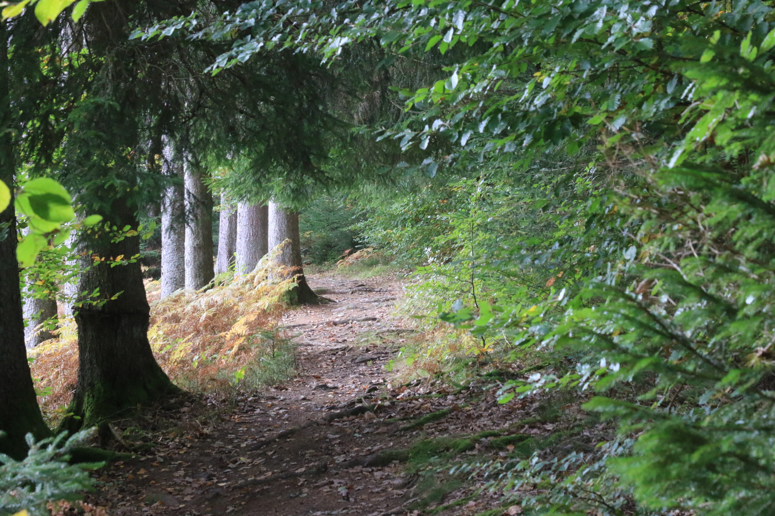 Waldpfad mit Farnsaum Schmaler Waldpfad mit Wurzeln, von Farnen gesäumt - Wildnis Trail Weiskirchen