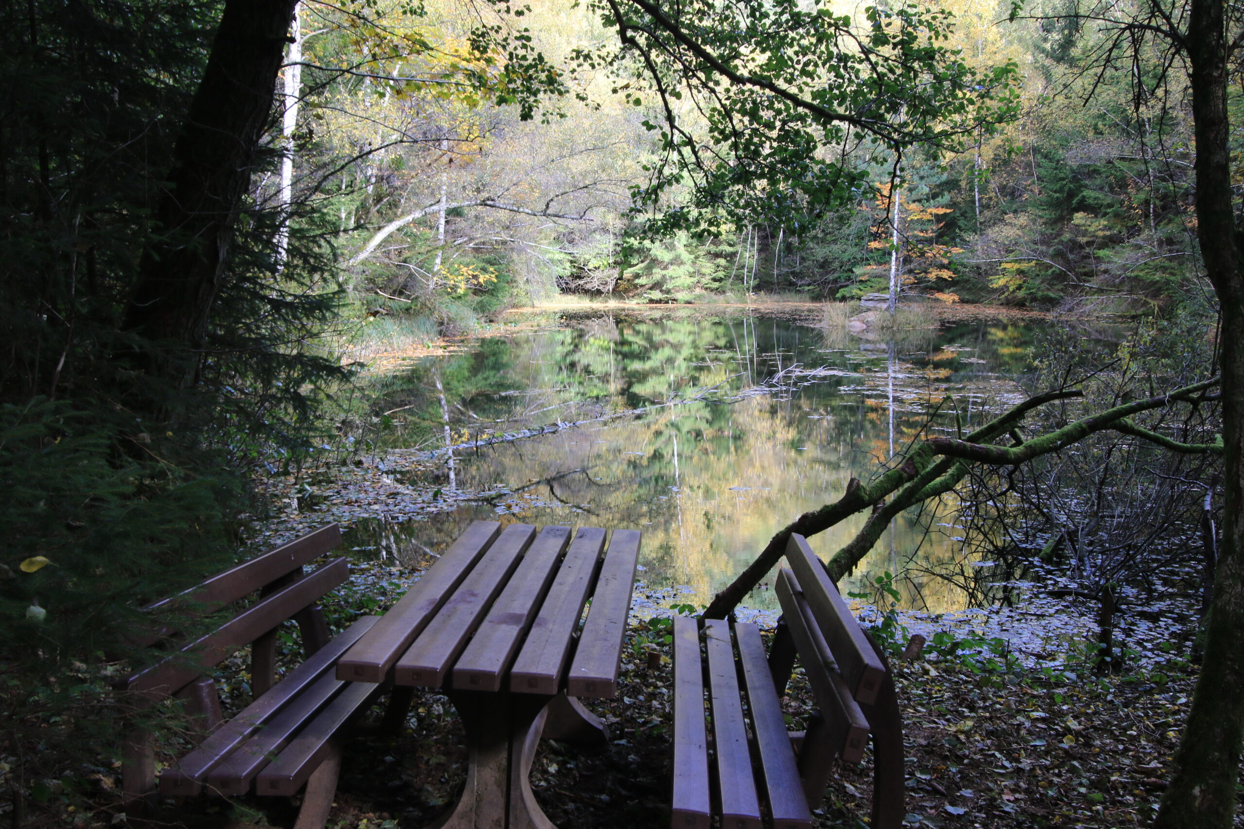 Rastplatz am Waldweiher Ruhiger Waldweiher mit zwei Bänken und Holztisch am Ufer - Wildnis Trail Weiskirchen