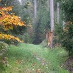 5-Täler-Tour bei Naurath (Wald): Grasiger Waldpfad mit nassem Boden, gelb leuchtendem Buchenlaub links und dunklen Fichten, rechts ein aufgebrochener Baumstumpf.