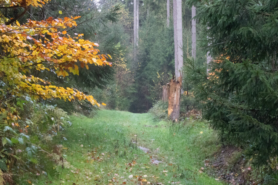5-Täler-Tour bei Naurath (Wald): Grasiger Waldpfad mit nassem Boden, gelb leuchtendem Buchenlaub links und dunklen Fichten, rechts ein aufgebrochener Baumstumpf.