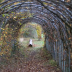 Herbstlicher Laubtunnel entlang der Traumschleife Wind Wasser Wacken mit buntem Laub und Blick ins Freie.