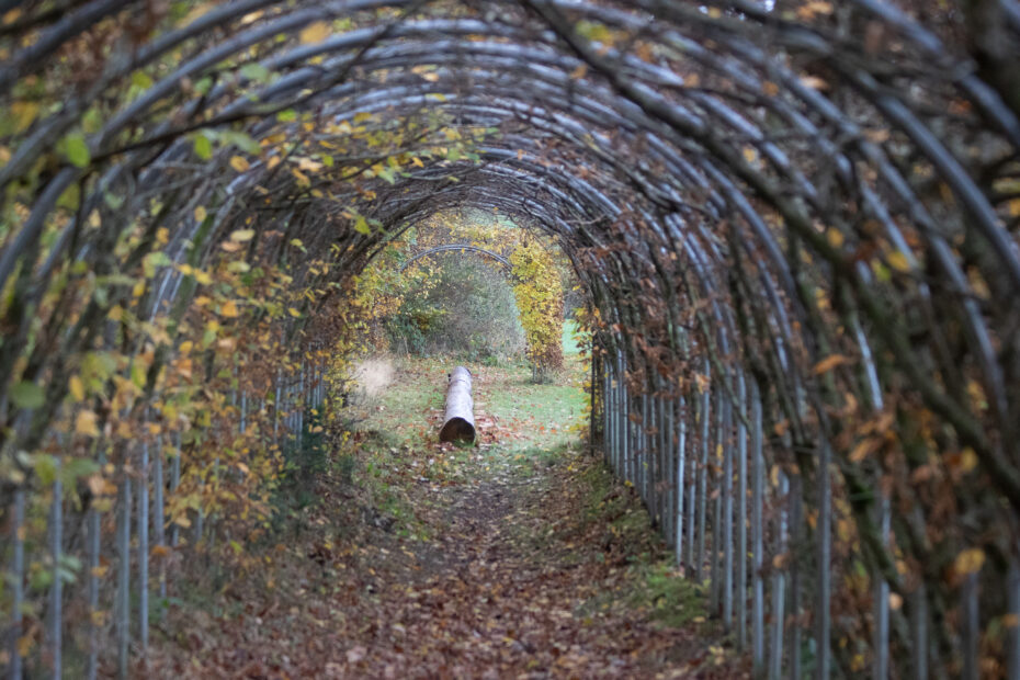 Herbstlicher Laubtunnel entlang der Traumschleife Wind Wasser Wacken mit buntem Laub und Blick ins Freie.