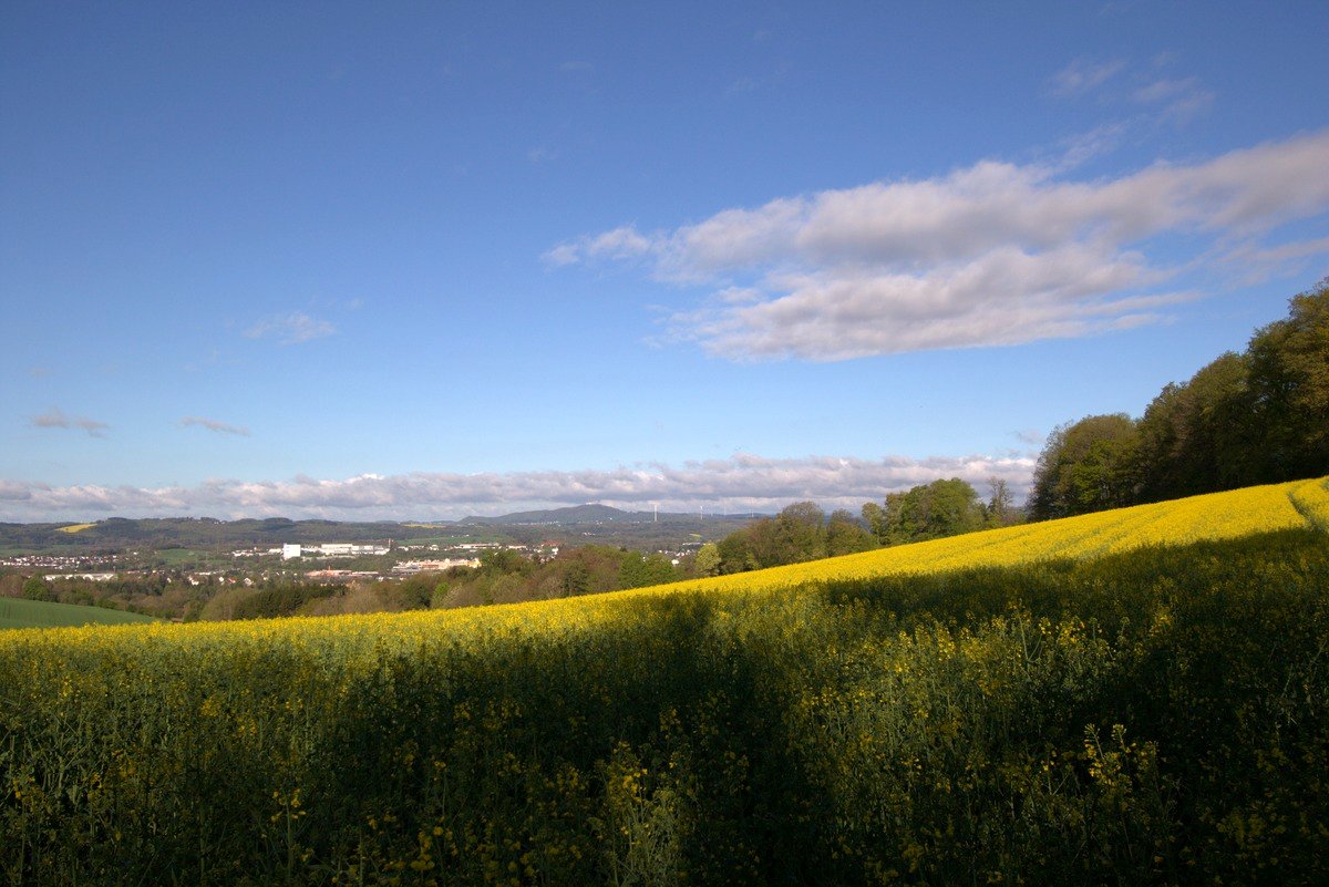 Blühende Rapsfelder mit Blick auf Bliesgau-Ortschaft am Wendelinus-Rundweg Saarland