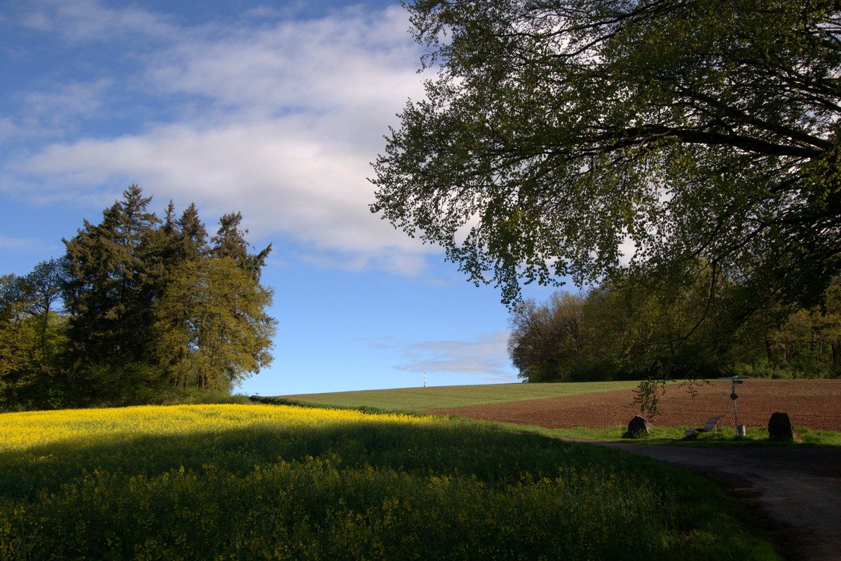 Rapsfeld, Feldweg und große Bäume im Frühling am Wendelinus-Rundweg im Bliesgau Saarland
