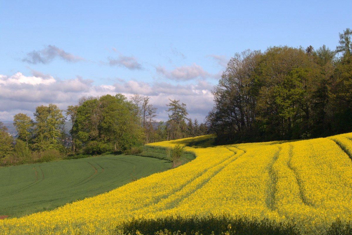 Geschwungene Rapsfelder mit Traktorspuren und Waldrand am Wendelinus-Rundweg Bliesgau
