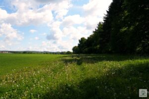 Pusteblumen am Waldrand mit Windrädern im Hintergrund auf der Felsenberg Runde