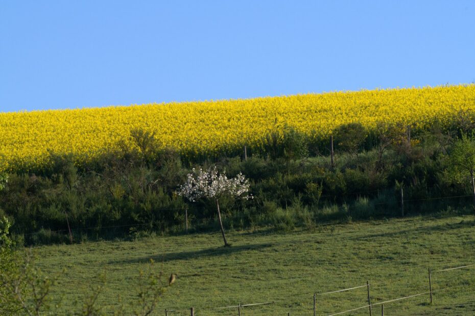 Traumschleife Frau Holle
