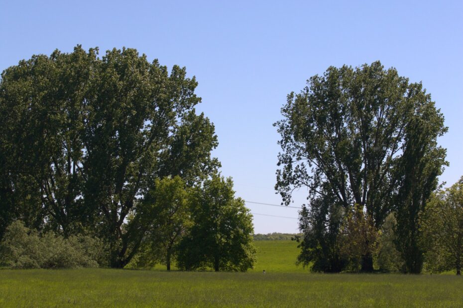 Zons am Rhein Rundwanderung