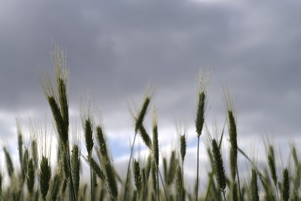Getreideähren im Gegenlicht vor dramatischem, wolkenverhangenem Himmel