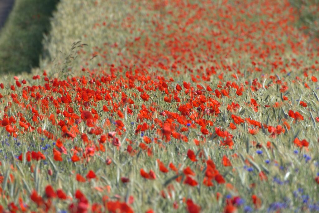 Rotes Mohnblumenfeld mit Klatschmohn und Kornblumen am Getreidefeldrand