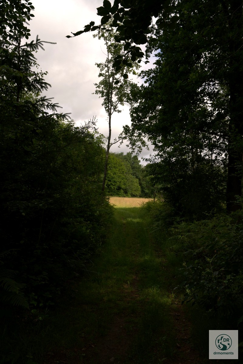 Georgi-Panoramaweg schmaler Waldpfad mit Blick durch Bäume auf sonnenbeschienenes Getreidefeld